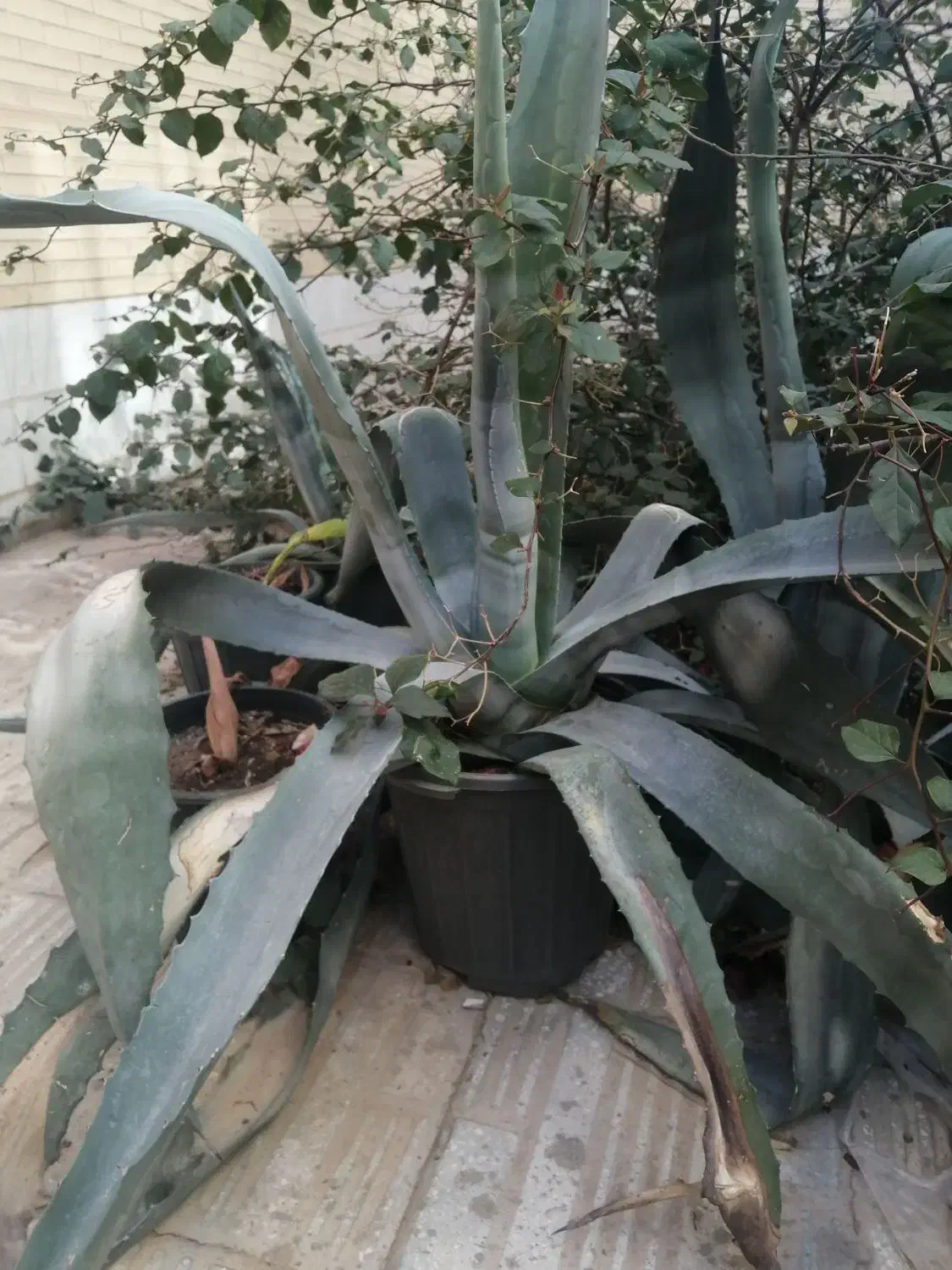 گل آگاو|گل و گیاه طبیعی|یزد, |دیوار