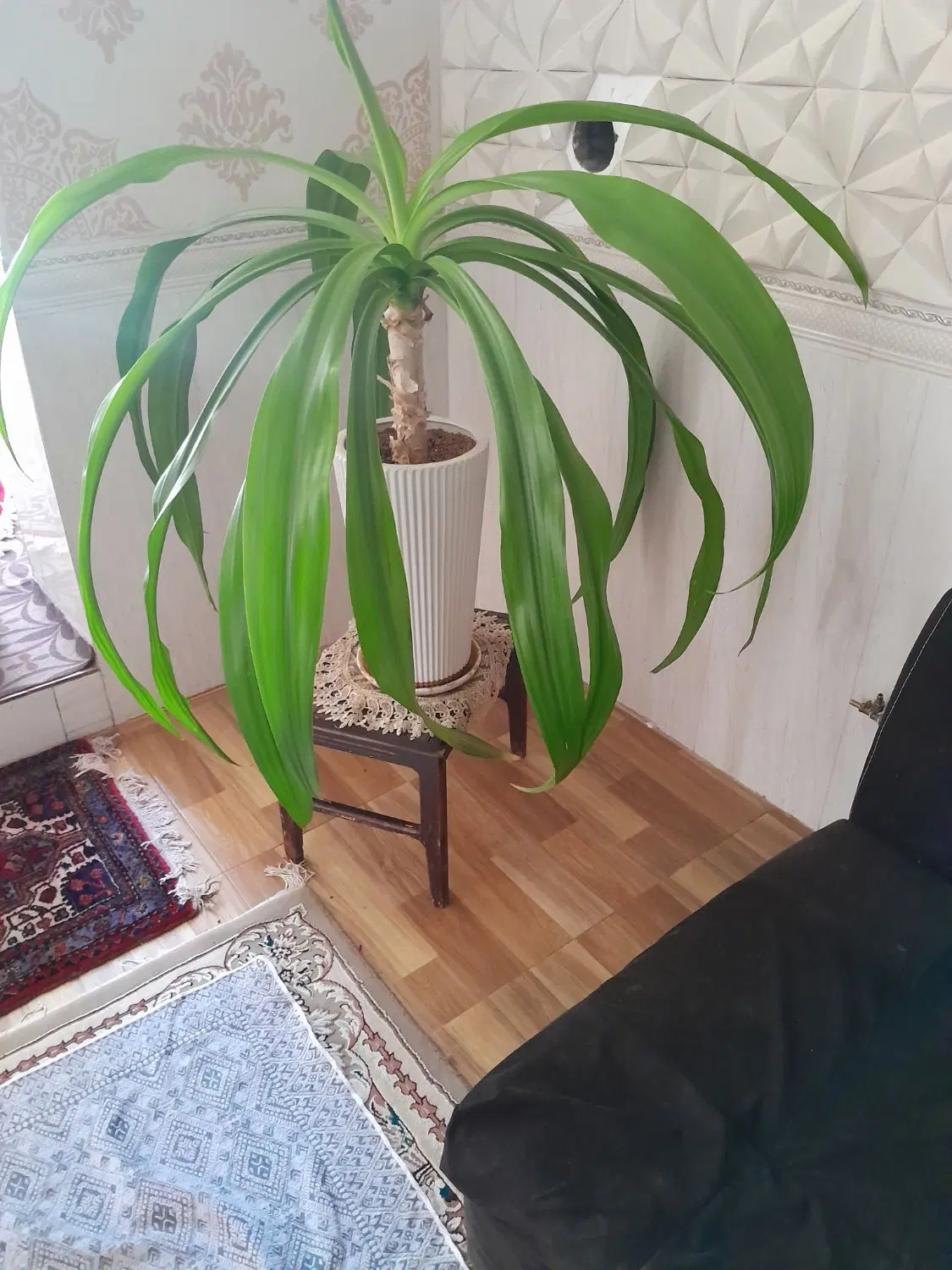 گل طبیعی|گل و گیاه طبیعی|تویسرکان, |دیوار