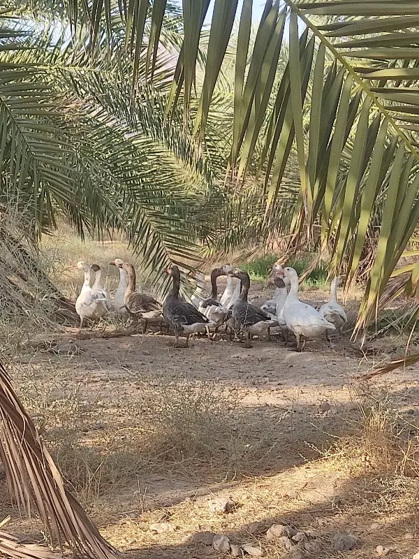 غاز|حیوانات مزرعه|حاجی آباد, |دیوار
