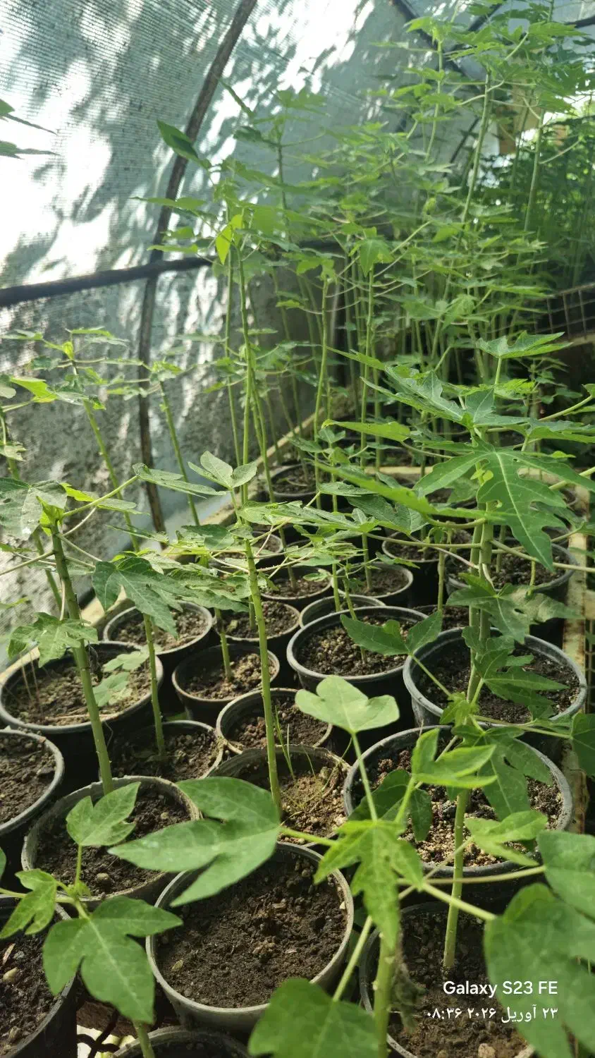 نهال|خدمات باغبانی و درختکاری|مینودشت, |دیوار