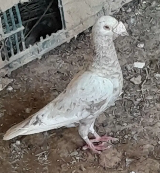 سرور|پرنده|چمران, |دیوار