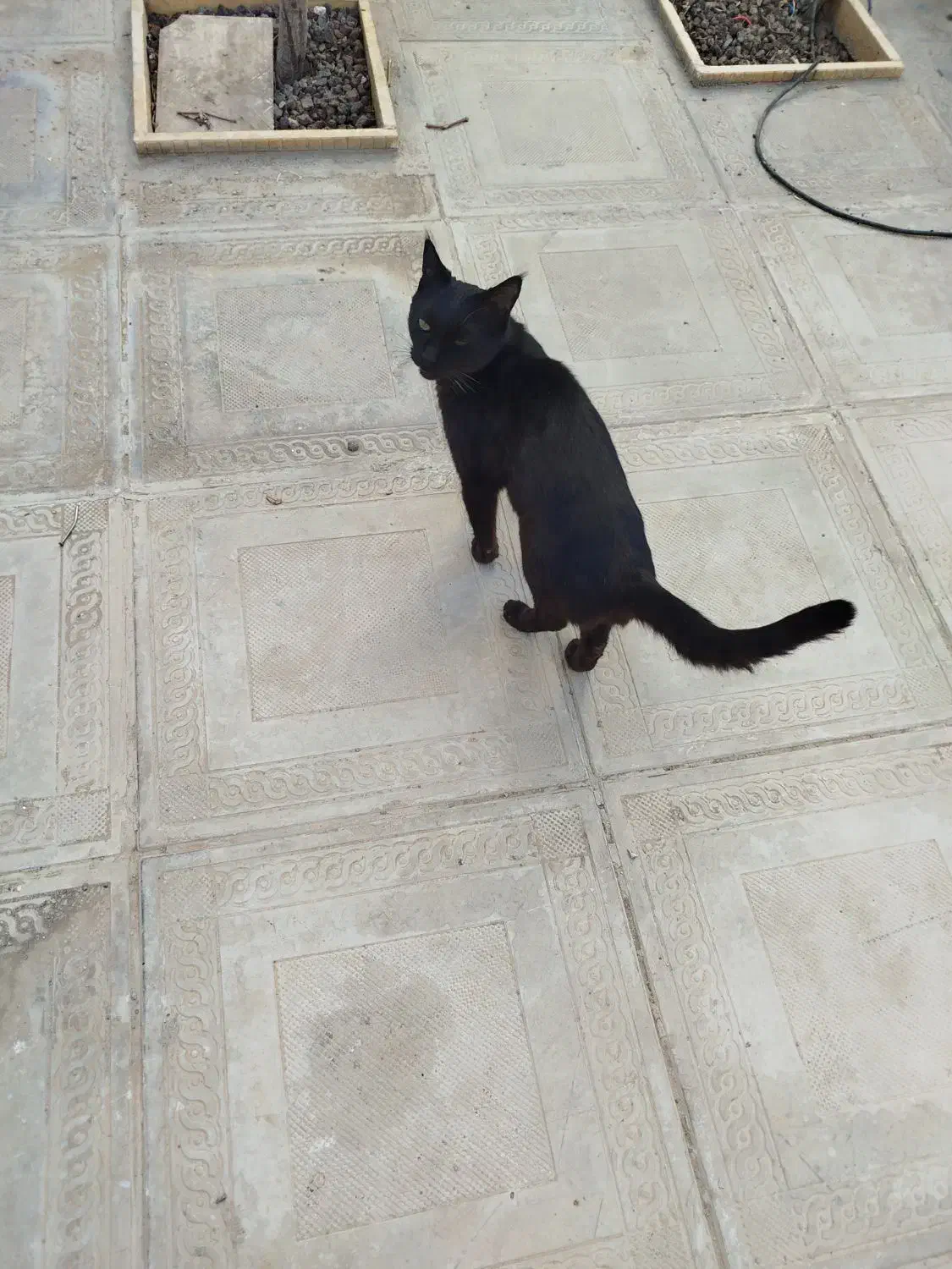 گربه خانگی|گربه|همدان, |دیوار