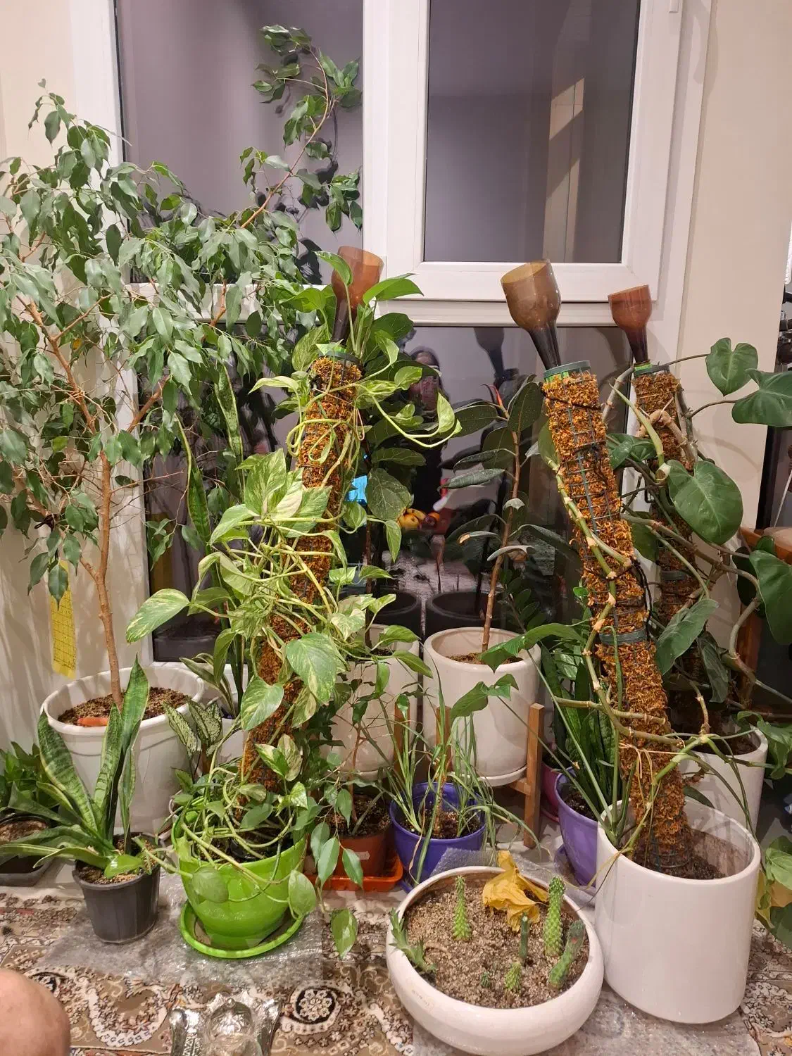 گل پتوس|گل و گیاه طبیعی|تهران, کرمان|دیوار