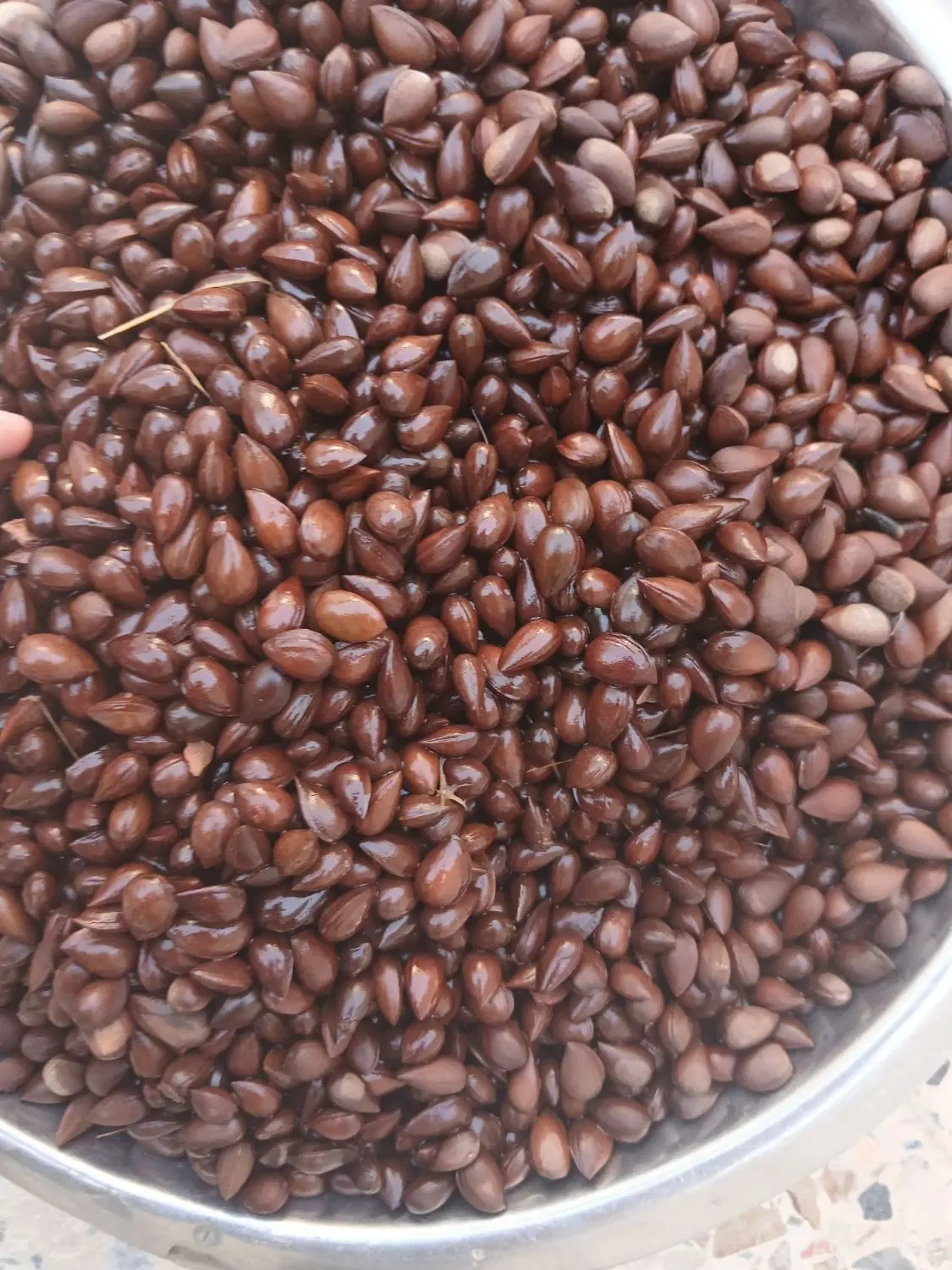 صبا|خوردنی و آشامیدنی|مسجد سلیمان, |دیوار