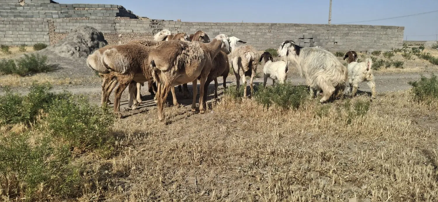 میش چینی|حیوانات مزرعه|زیرکوه, |دیوار