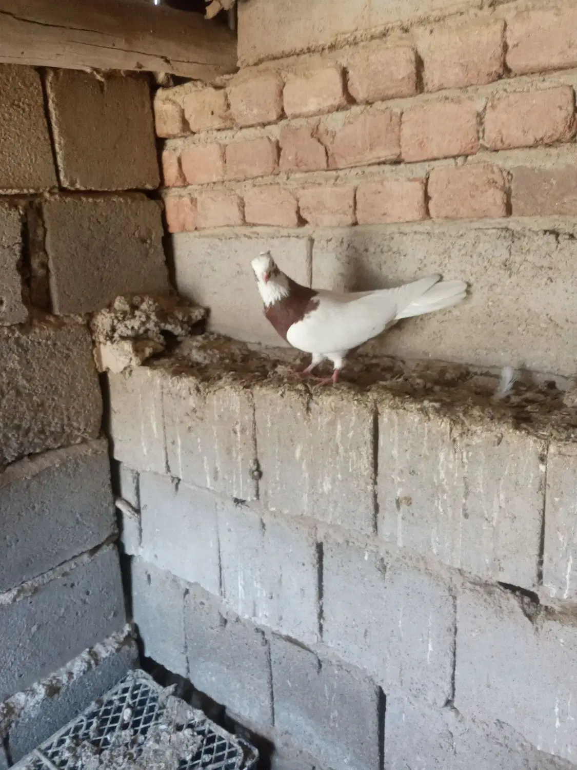 طوقی|پرنده|ملکان, |دیوار