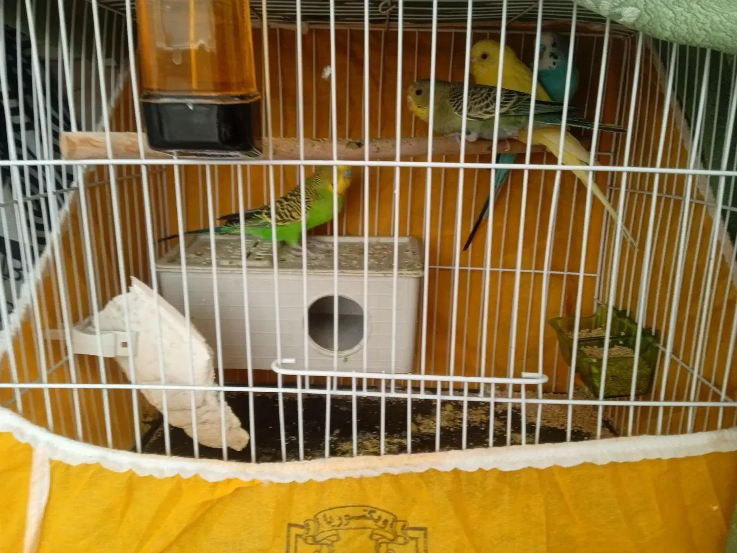 مرغ عشق|پرنده|سربیشه, |دیوار