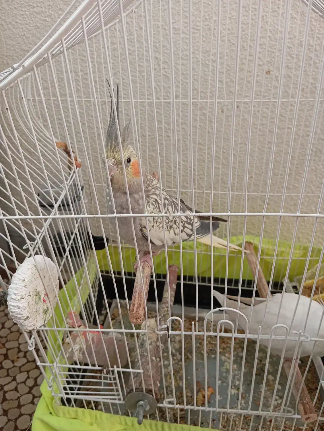 عروس‌هلندی‌|پرنده|ماهدشت, |دیوار