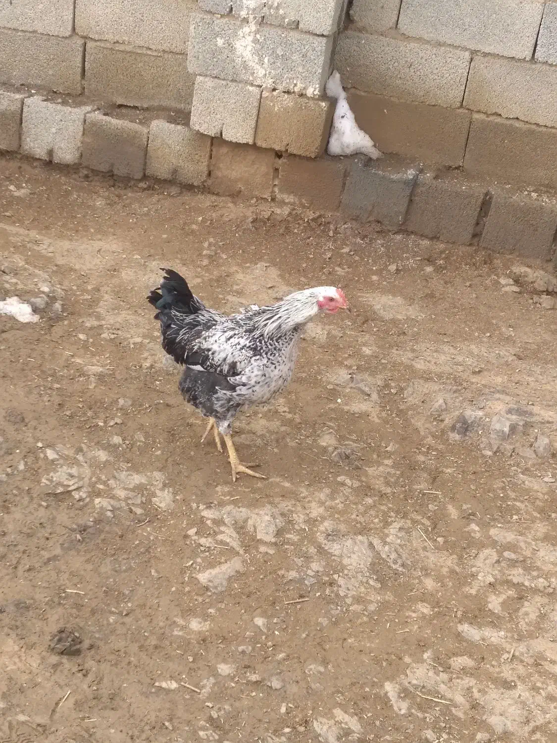 خروس|حیوانات مزرعه|حسین آباد, |دیوار