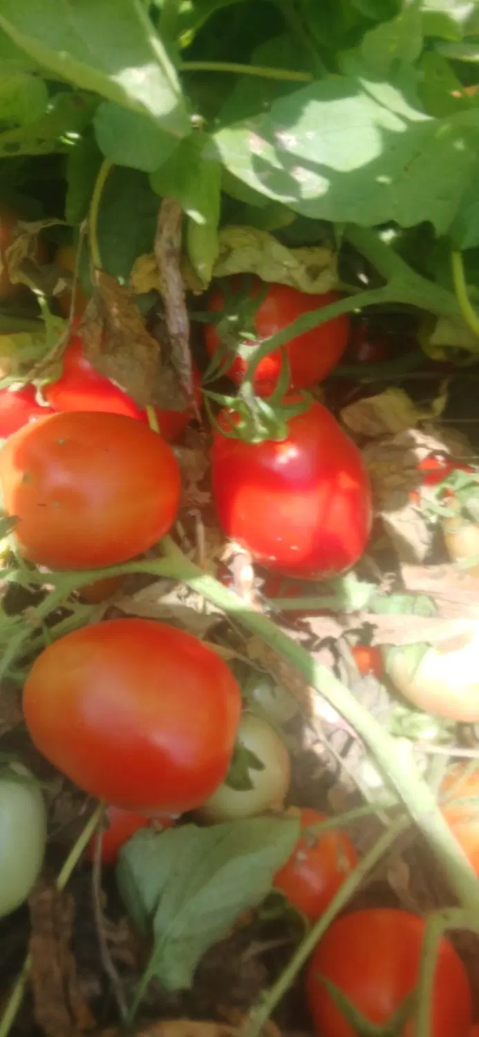 گوجه|خوردنی و آشامیدنی|گتوند, |دیوار