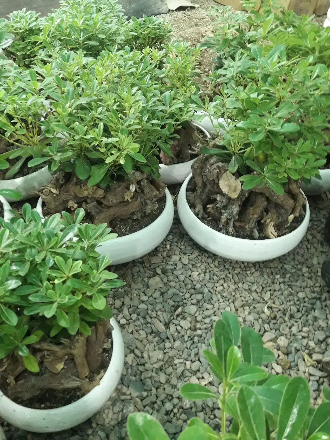 بنسای|گل و گیاه طبیعی|مشهد, عباس‌آباد|دیوار