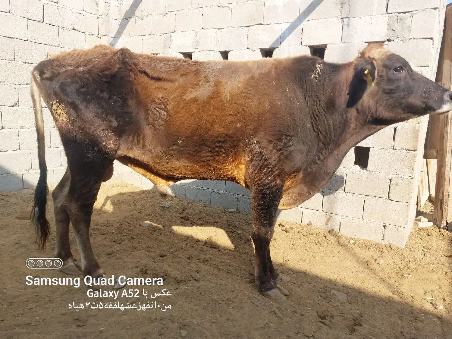 گاونر|حیوانات مزرعه|قشم, |دیوار