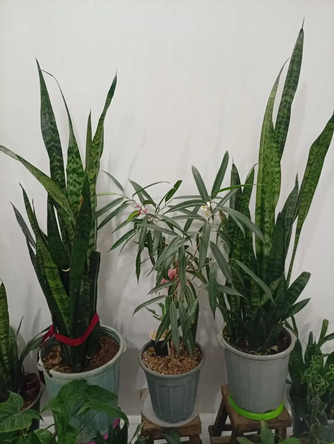 گل طبیعی|گل و گیاه طبیعی|نیشابور, مازول|دیوار