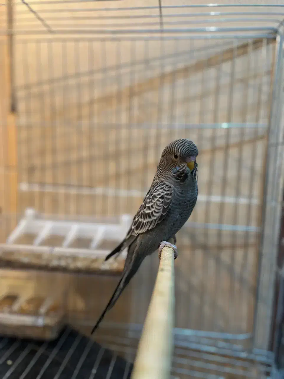 مرغ عشق بلک فیس،بلک وینگ(معاوضه با ردچیک)|پرنده|یزد, |دیوار