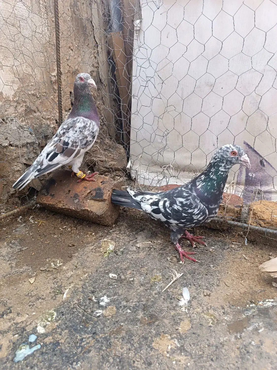 کبوتر هفرنگ آس خطی لک دار|پرنده|قزوین, |دیوار