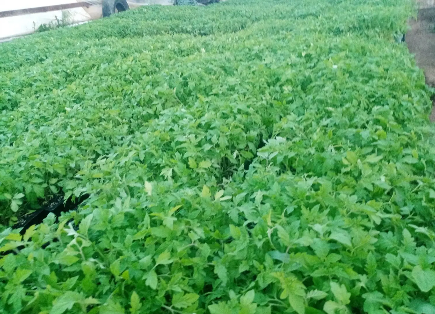 نشاء|گل و گیاه طبیعی|زنجان, |دیوار
