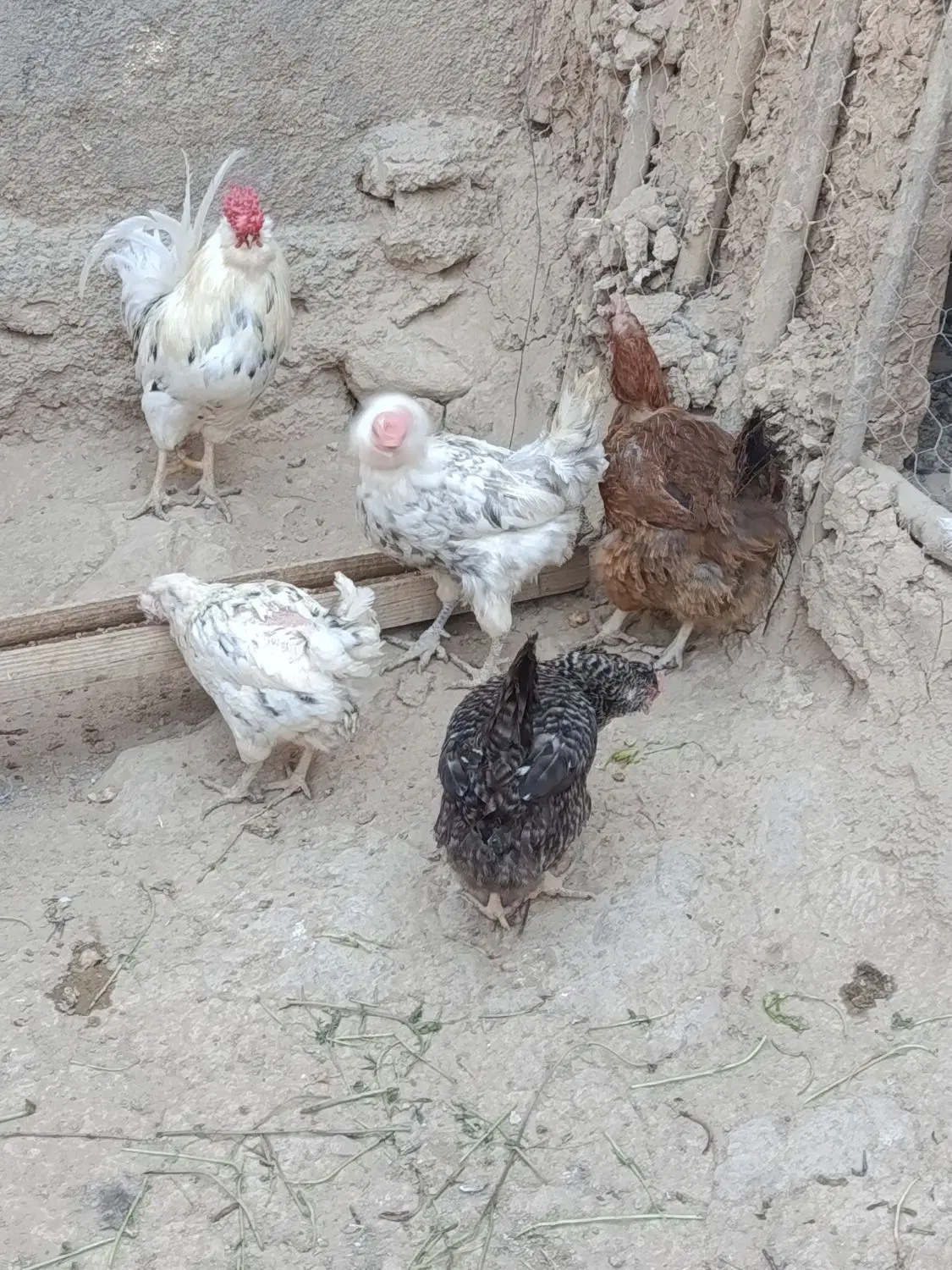 مرغ|حیوانات مزرعه|فارسان, |دیوار