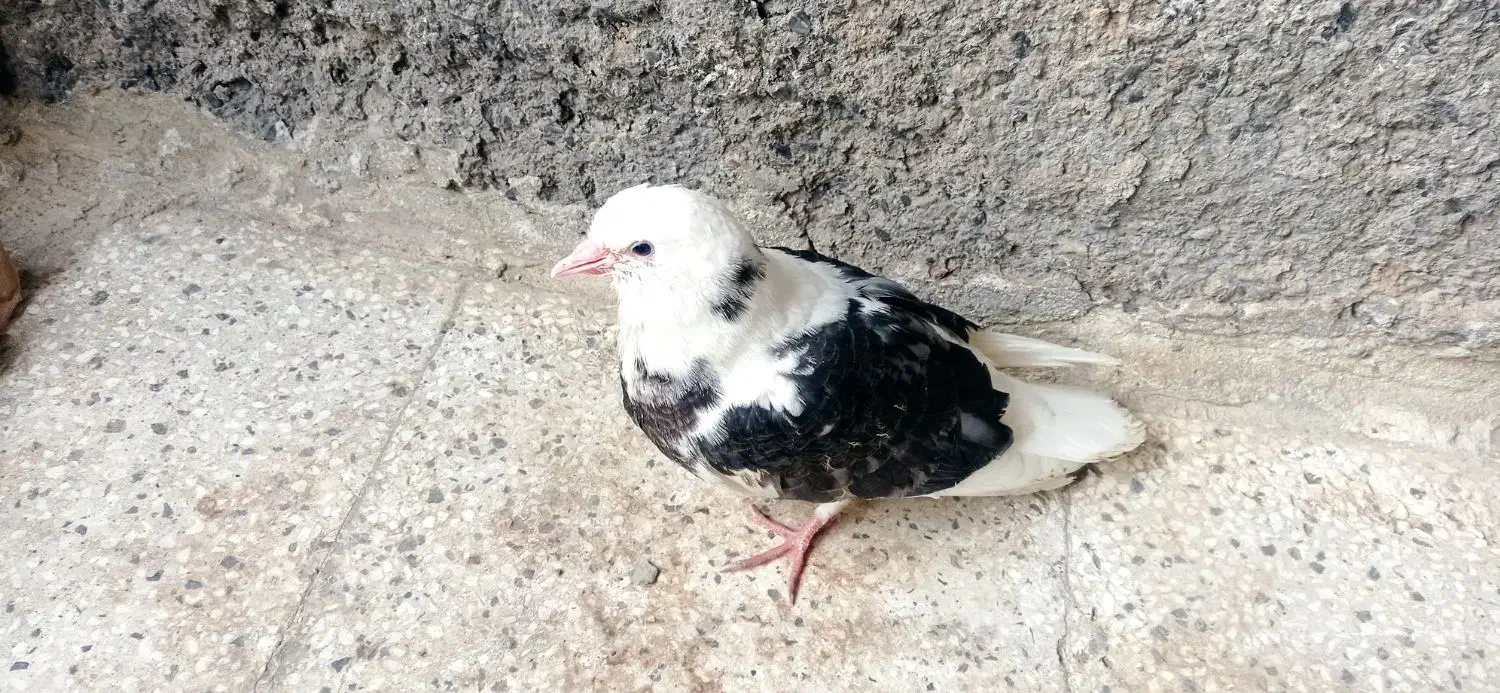 کبوتر|پرنده|نیشابور, بنیاد شهید|دیوار