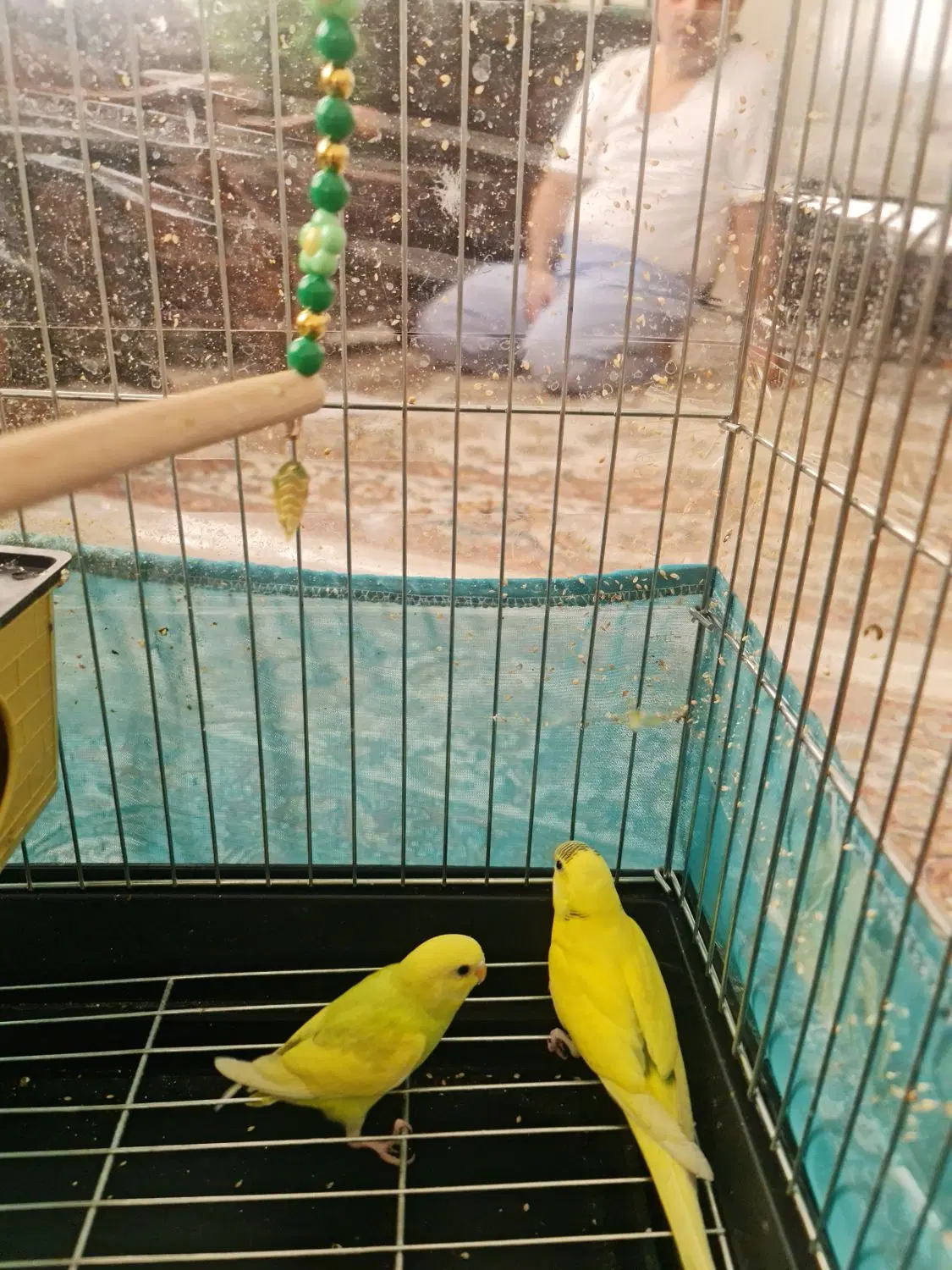 مرغ عشق|پرنده|تهران, مینای شمالی (مخبر)|دیوار