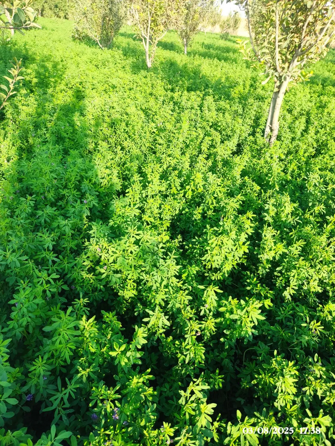 یونجه|گل و گیاه طبیعی|بزینه رود, |دیوار