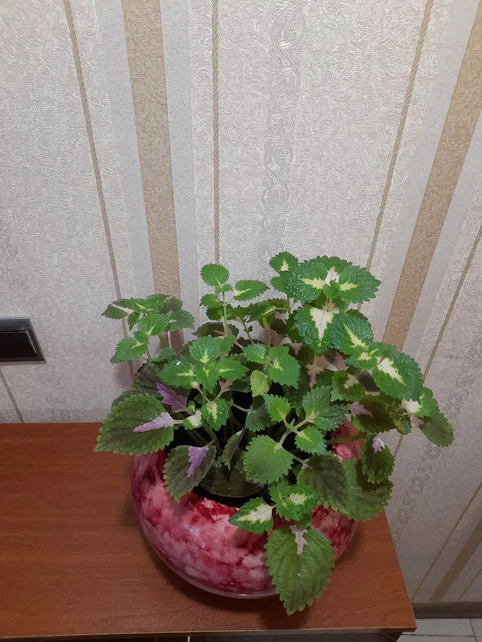 گل طبیعی|گل و گیاه طبیعی|مشهد, الهیه|دیوار