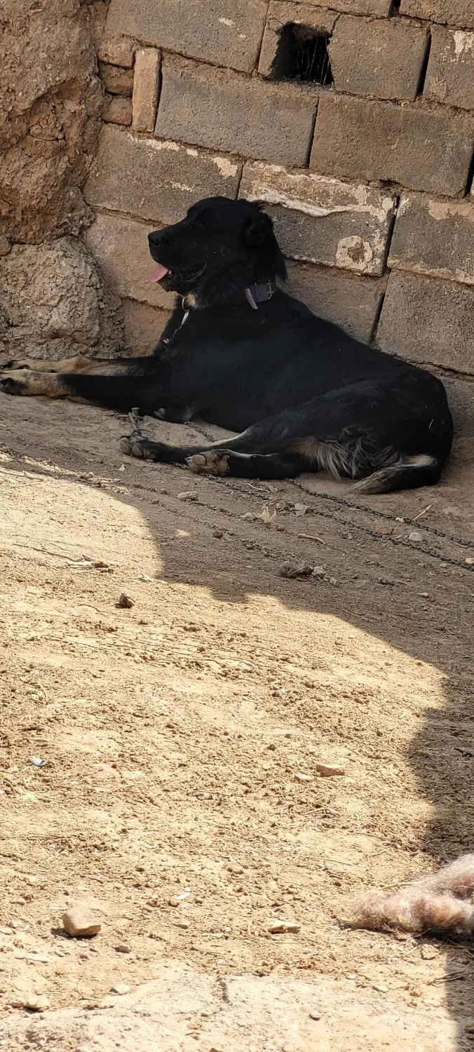 سگ گله ای|سگ|قائن, |دیوار