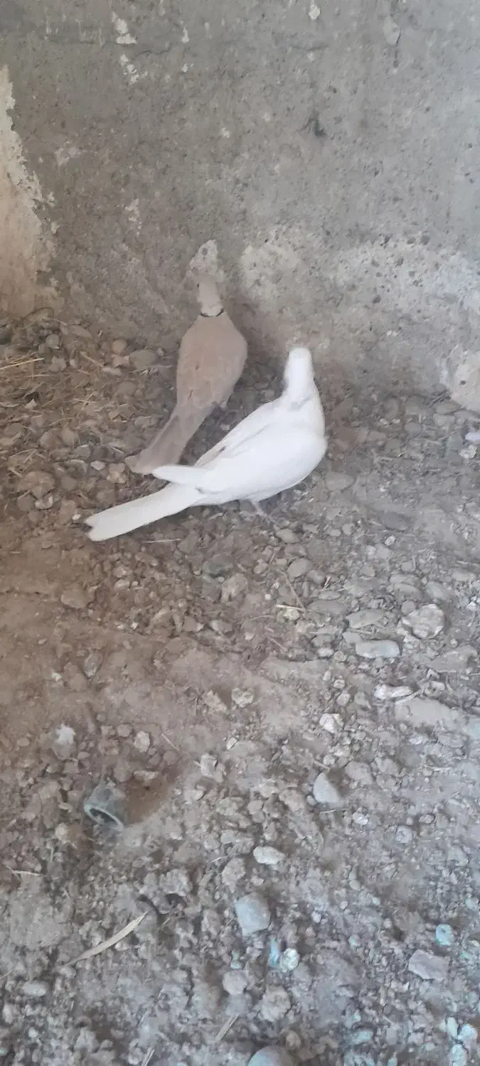 کبوتر|پرنده|زهک, |دیوار