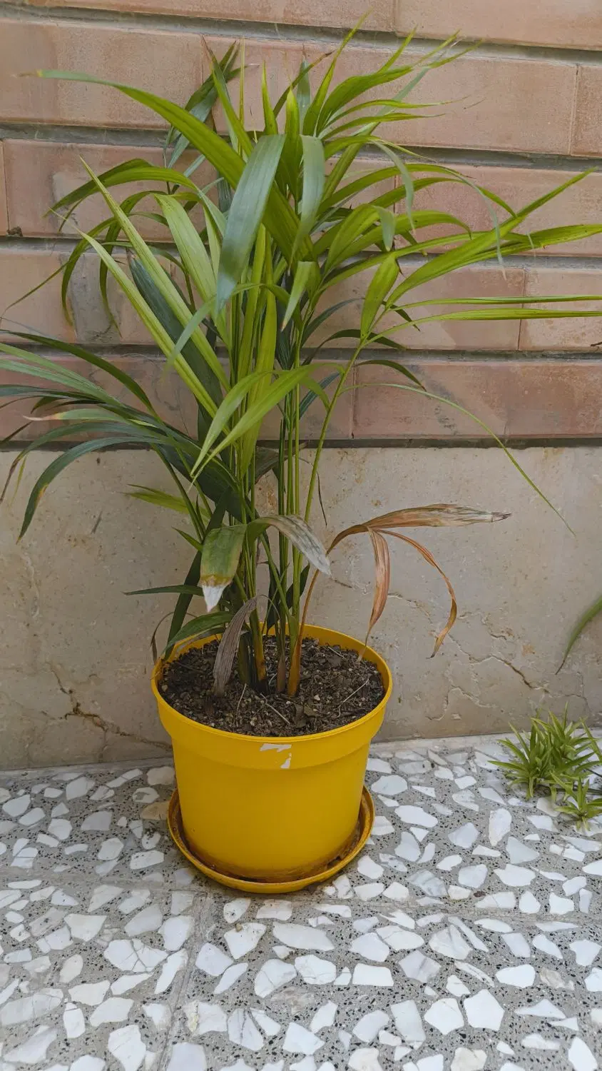 اریکا|گل و گیاه طبیعی|اصفهان, سودان|دیوار