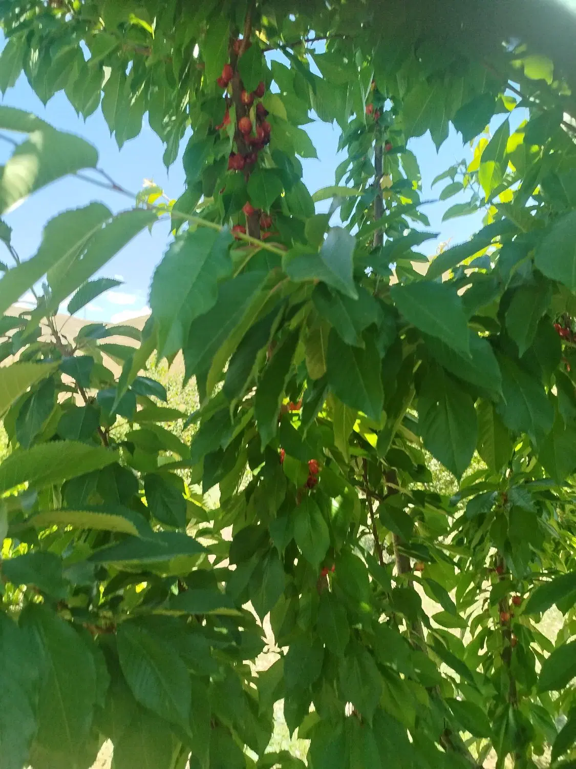 گیلاس|خوردنی و آشامیدنی|کلاترزان, |دیوار