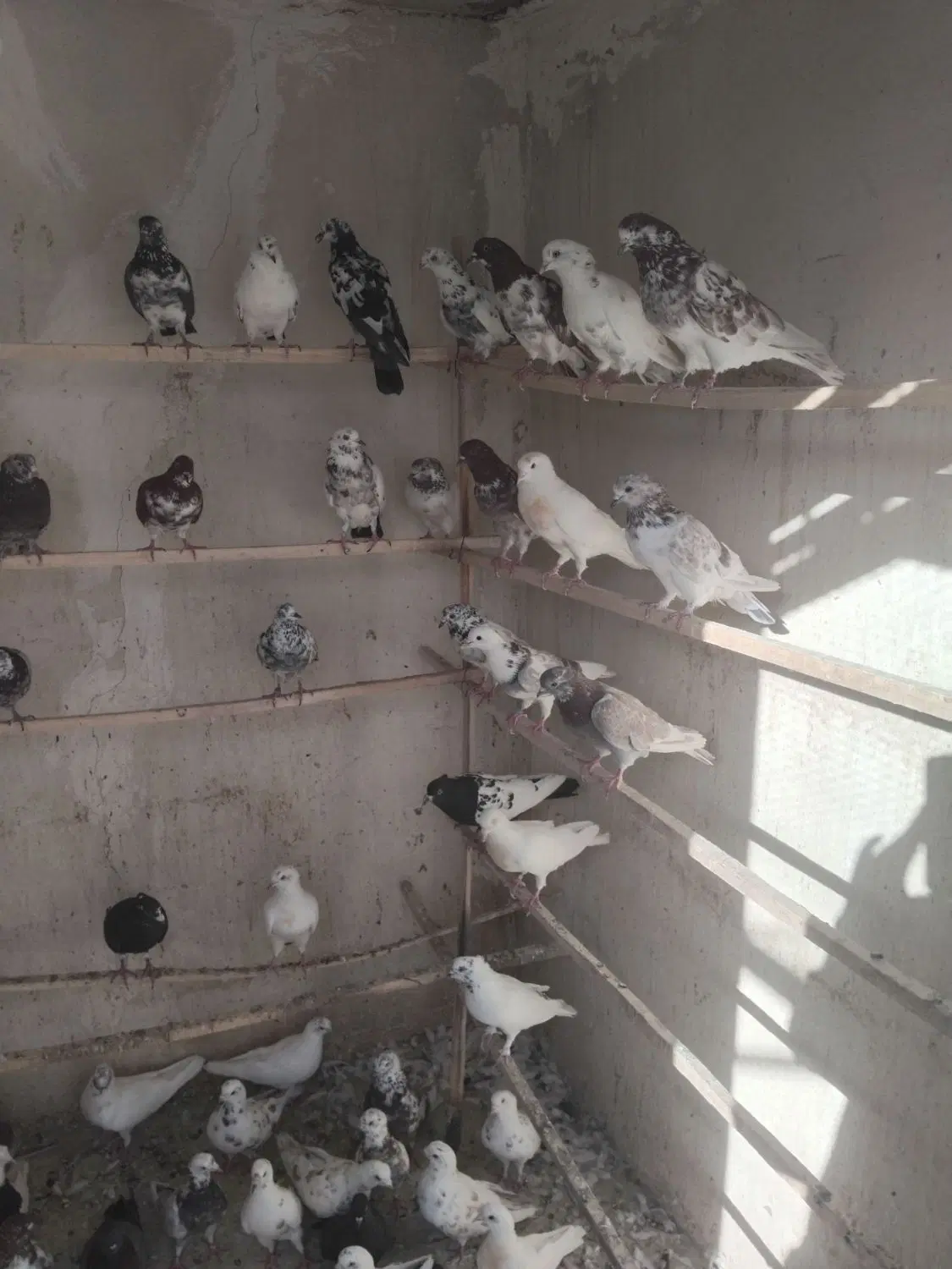 ...|پرنده|سیرجان, |دیوار
