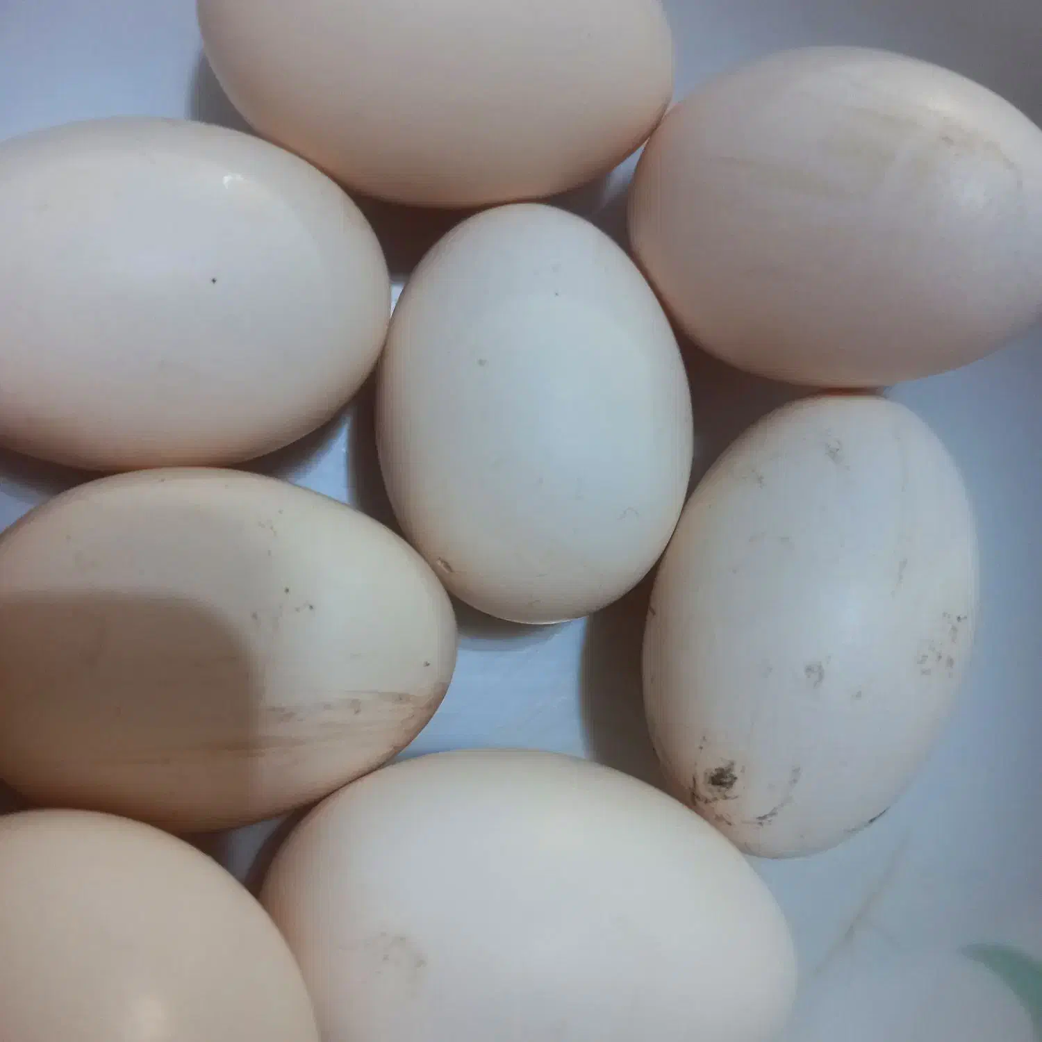 تخم نطفه دار مینیاتوری|حیوانات مزرعه|بیرجند, |دیوار