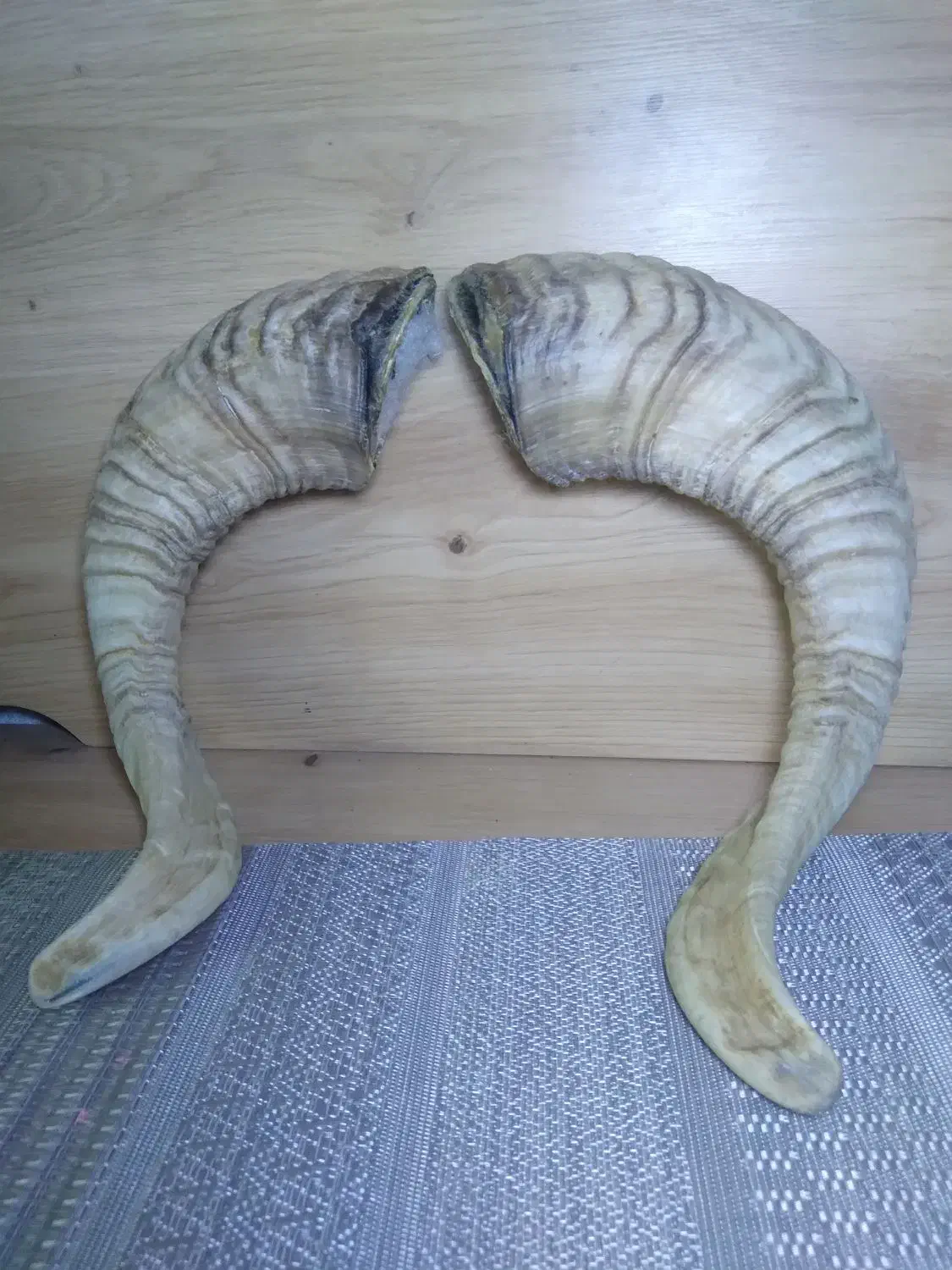 شاخ قوچ|کلکسیون اشیاء عتیقه|تهران, شهرک محلاتی|دیوار