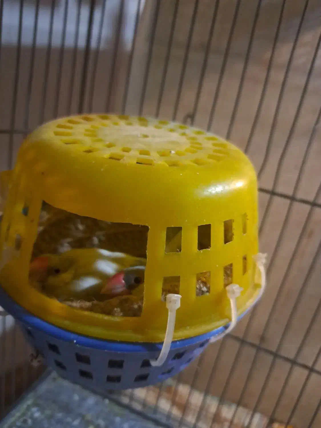 فنج نرگسی مولد|پرنده|قزوین, |دیوار