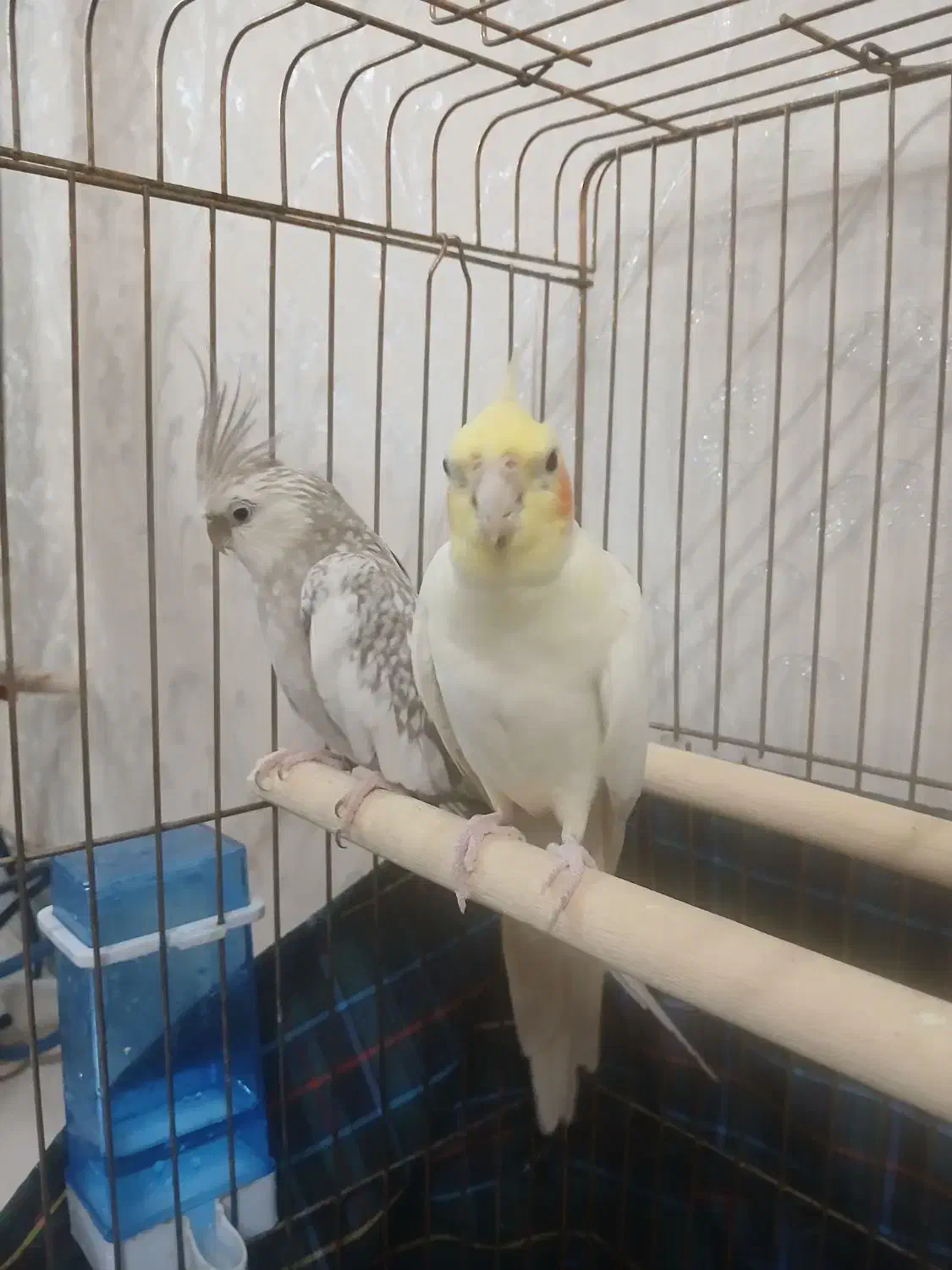 عروس هلندی|پرنده|مشکین‌دشت, |دیوار