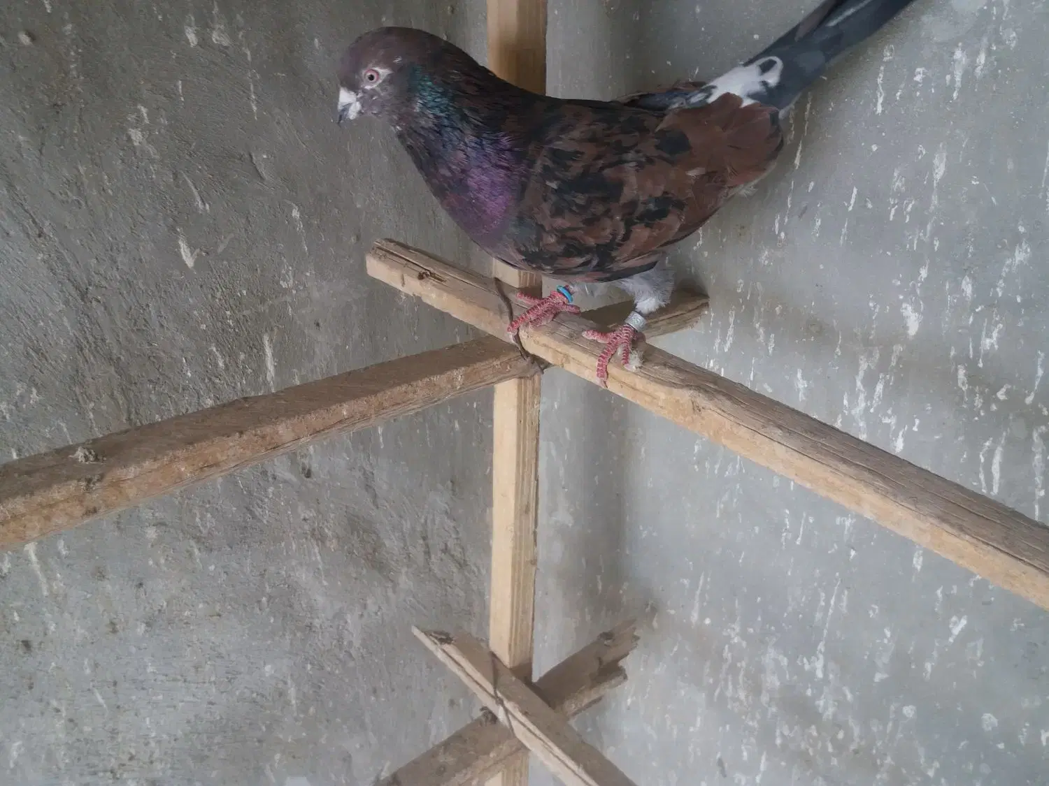 کبوتر|پرنده|مبارکه, |دیوار