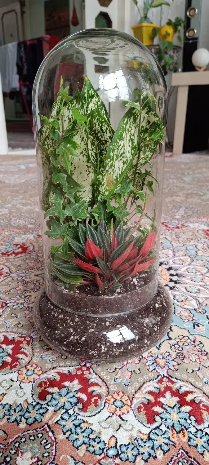 گل طبیعی شیشه ای|گل و گیاه طبیعی|مشهد, رضاییه|دیوار