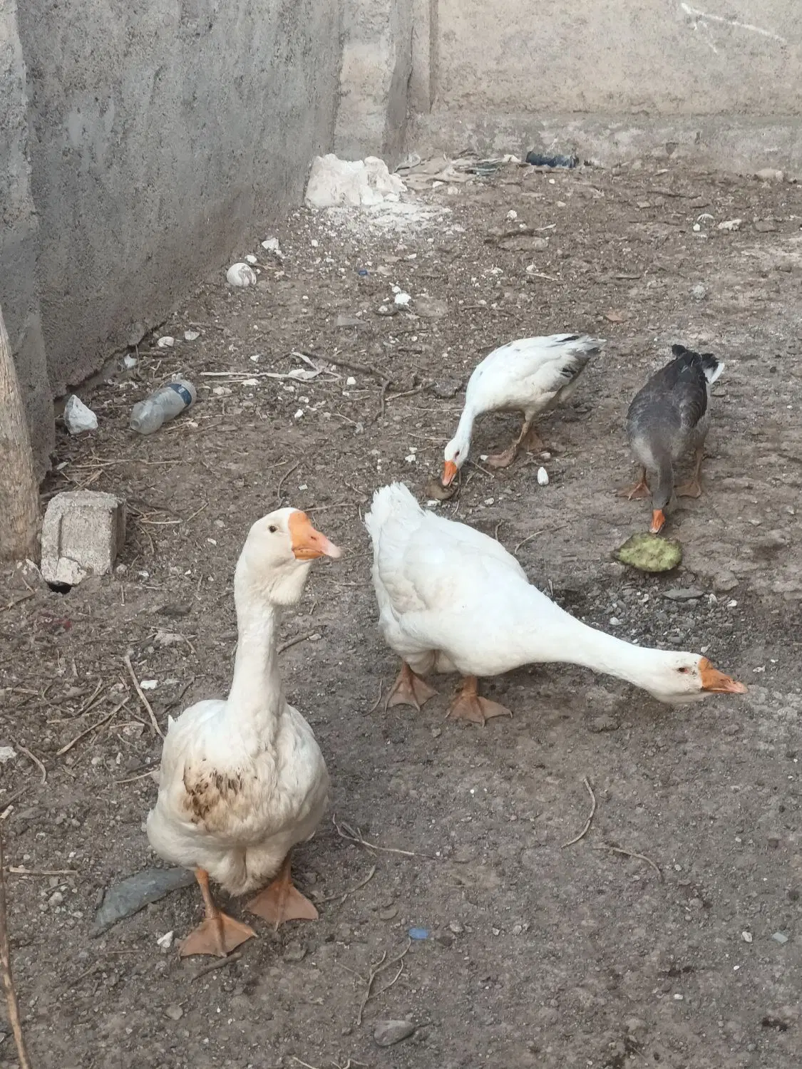 غاز|حیوانات مزرعه|اردبیل, |دیوار
