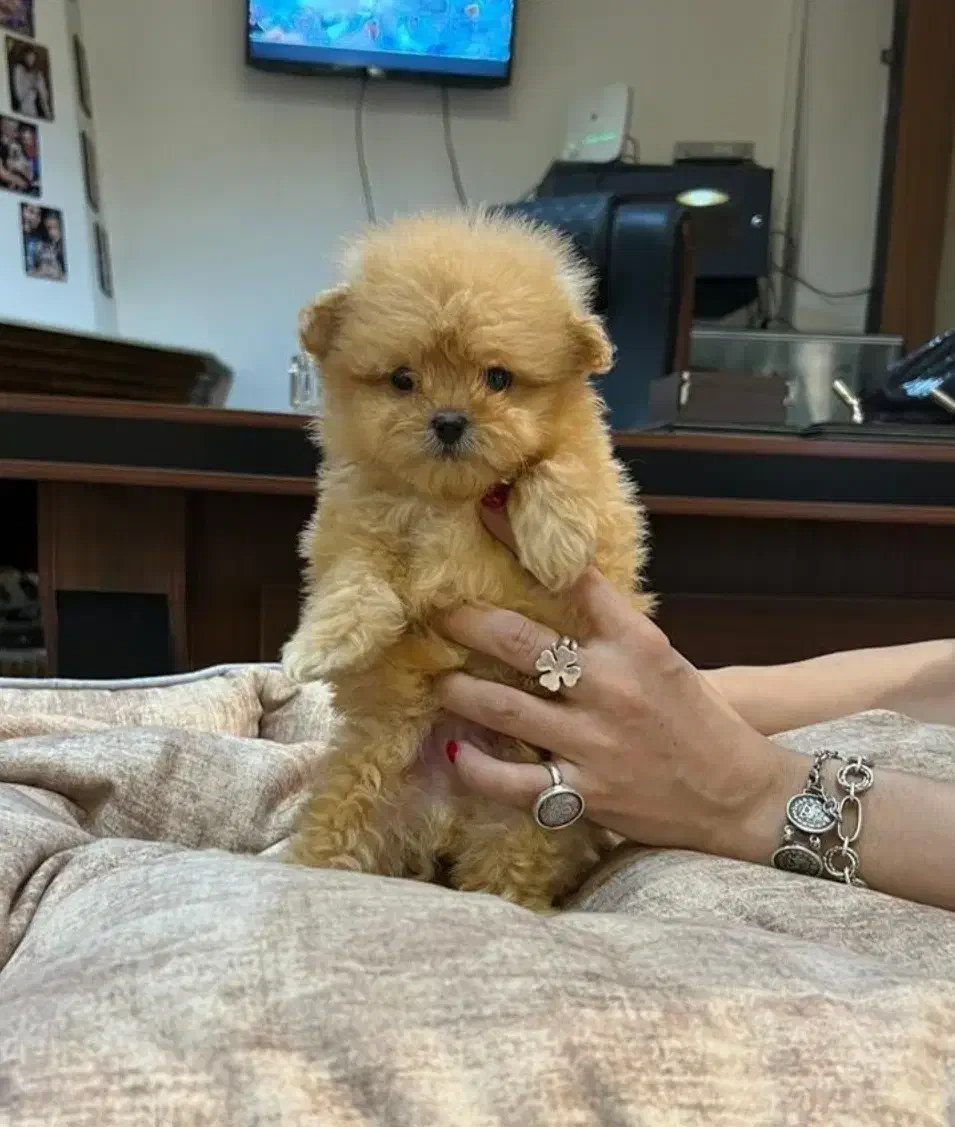 توله سگ پشمالو مالتیز عروسکی اصیل سایز صفر|سگ|مشهد, شهرک مهر آباد|دیوار