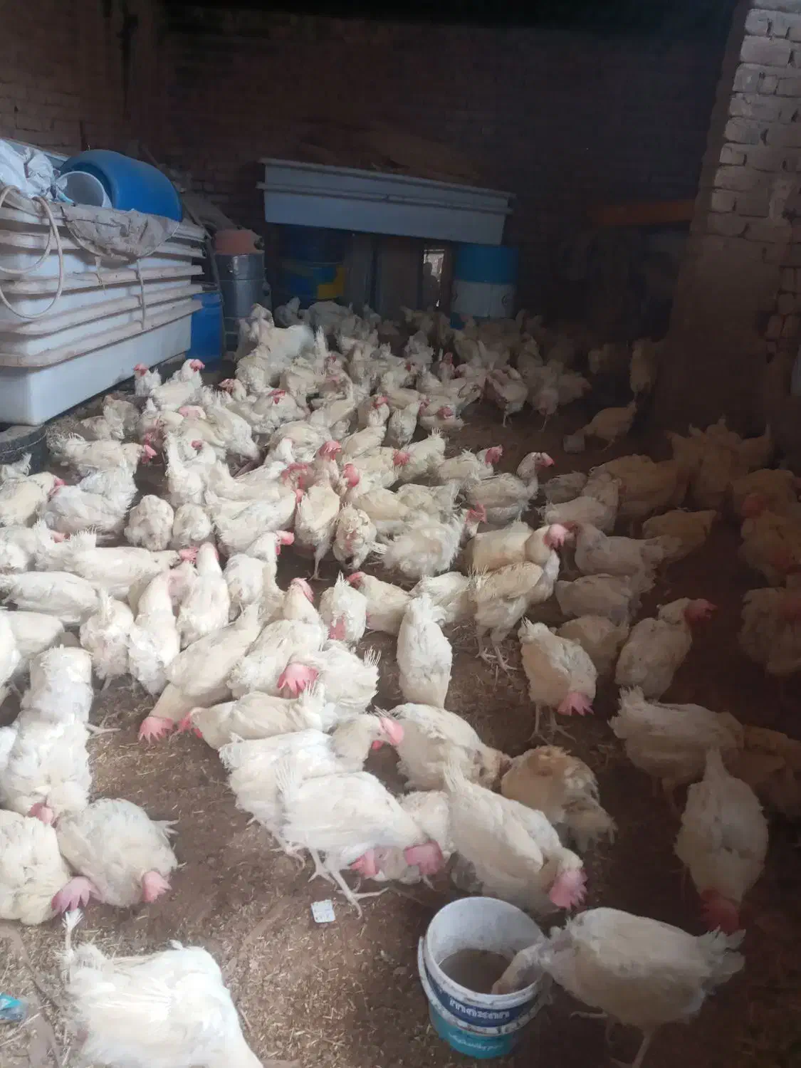 مرغ سفید|حیوانات مزرعه|بشاریات, |دیوار