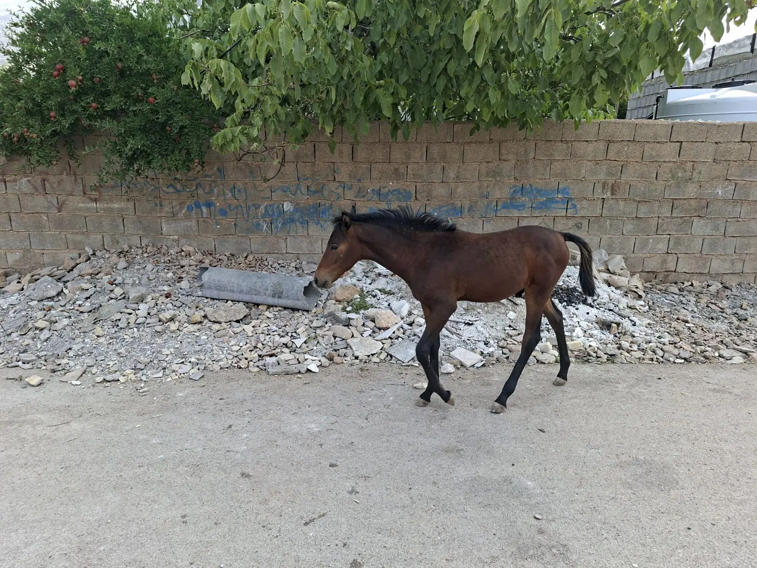 اسب|اسب و تجهیزات اسب‌سواری|شیراز, نجم آباد|دیوار