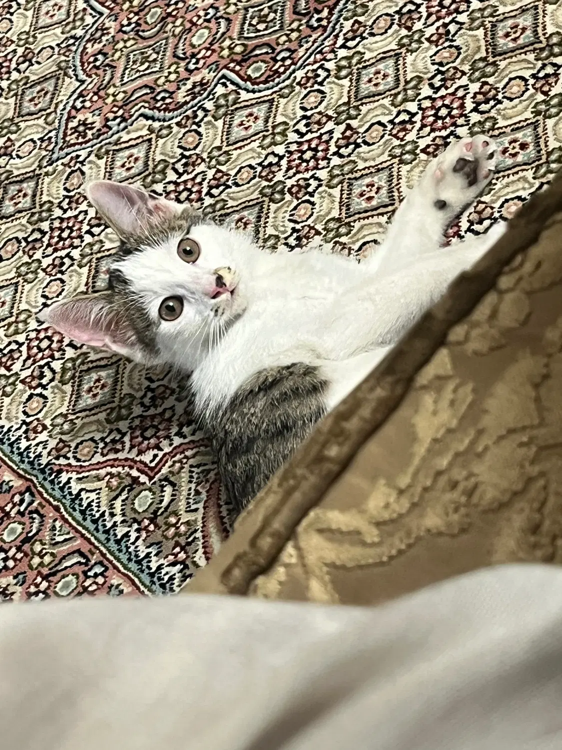 واگذاری گربه|گربه|شیروان (خراسان), |دیوار