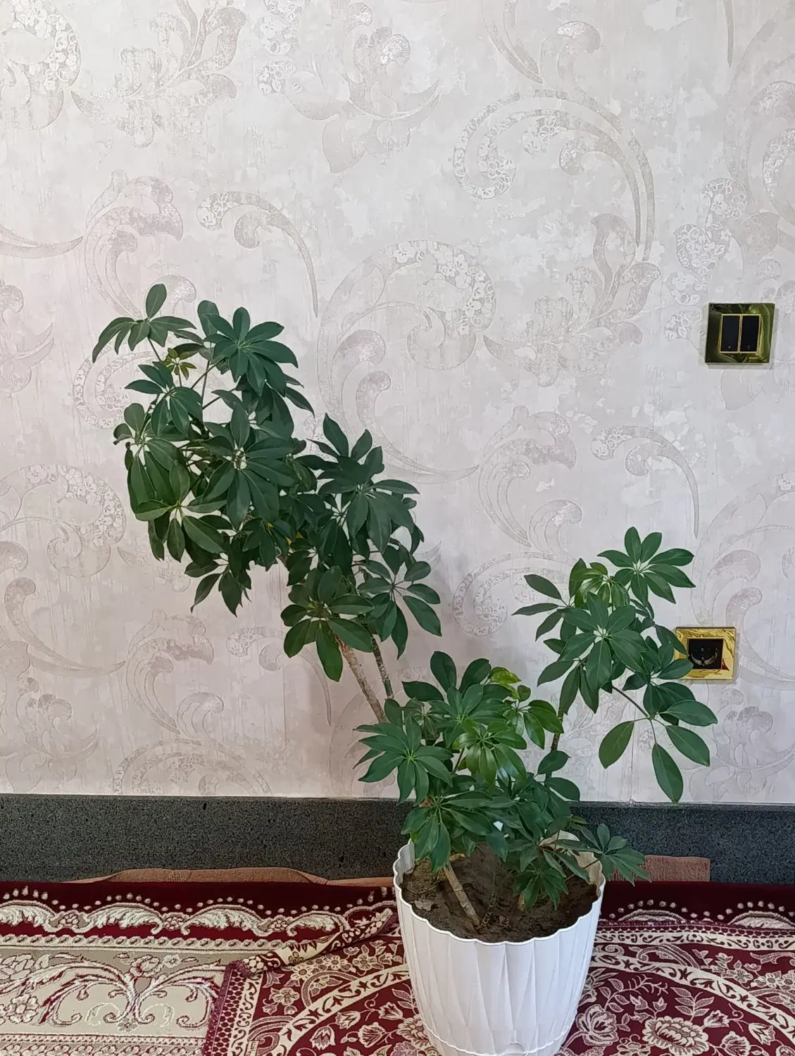 گل طبیعی|گل و گیاه طبیعی|باسمنج, |دیوار