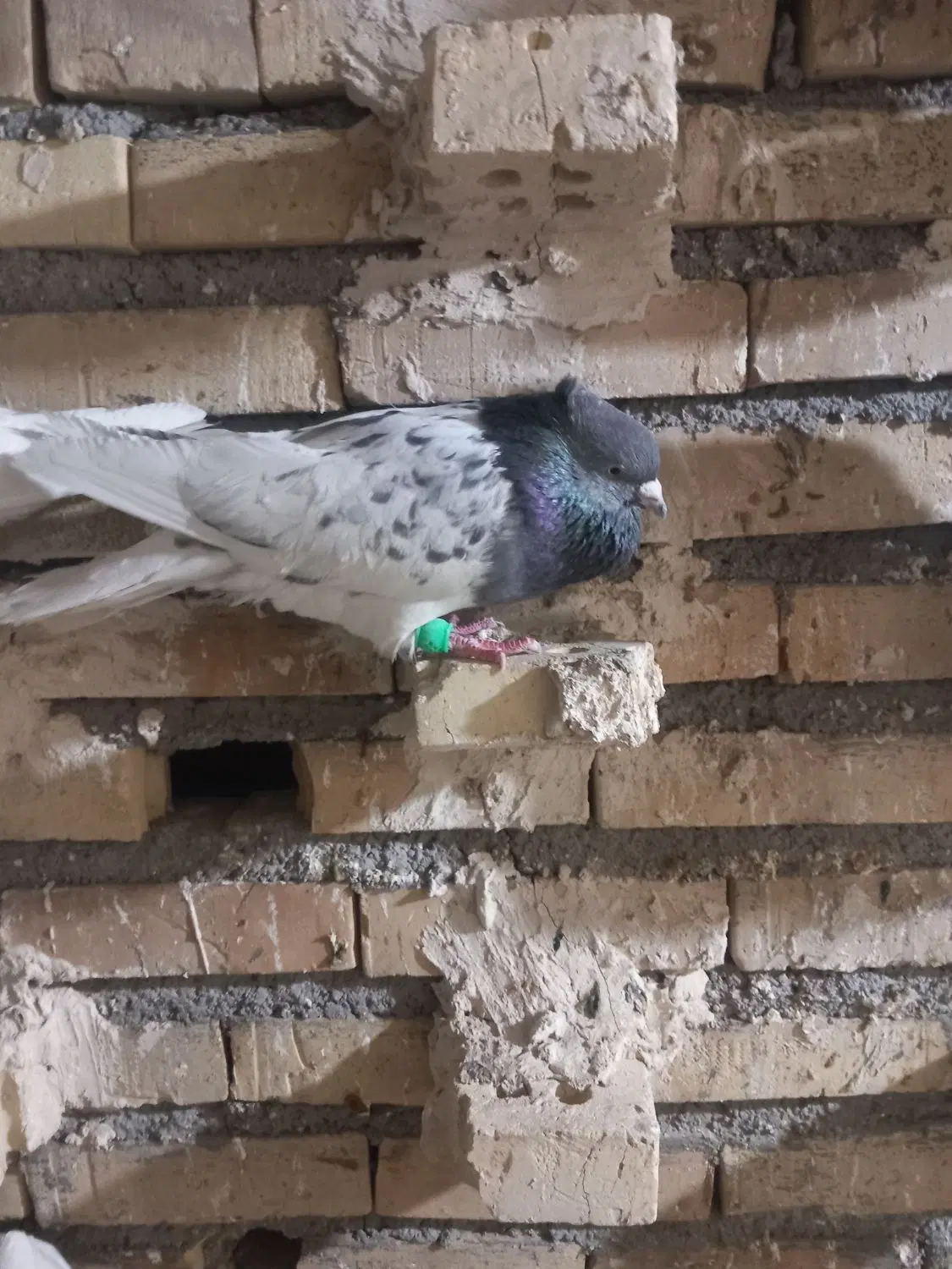 کبوتر|پرنده|اهواز, زرگان|دیوار