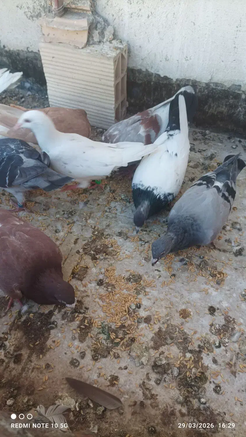 کبوتر کفتر آلمانی صید|پرنده|مشهد, ابوذر|دیوار