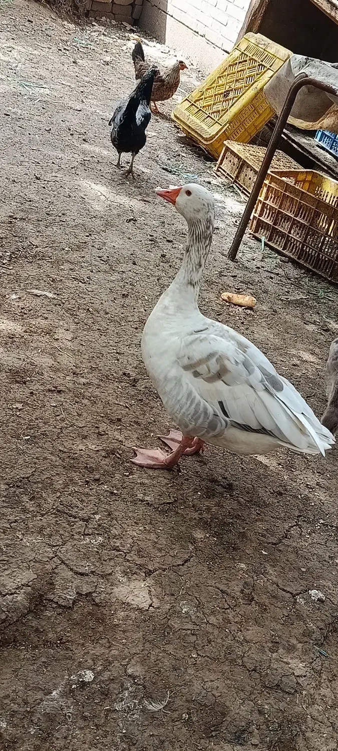 غاز|حیوانات مزرعه|اهواز, کیان اباد|دیوار