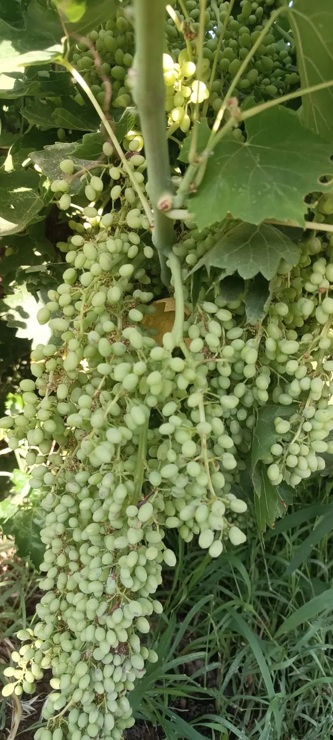 غوره|خوردنی و آشامیدنی|کوهنانی, |دیوار