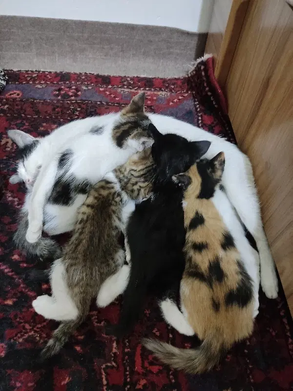 گربه|گربه|زنجان, |دیوار