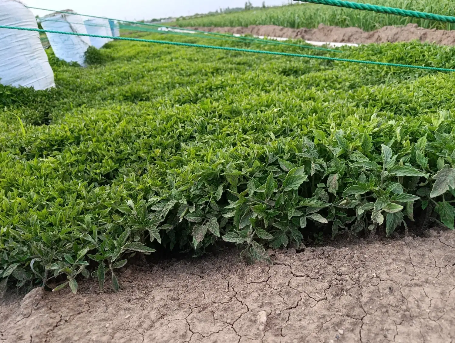 نشا گوجه|گل و گیاه طبیعی|الوند, |دیوار