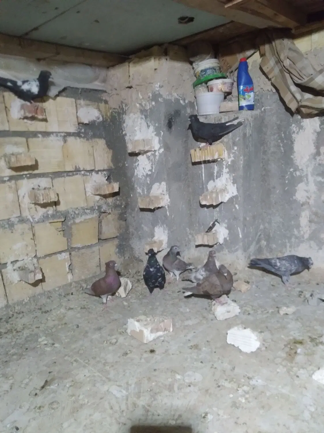 کفتر|پرنده|آباده, |دیوار