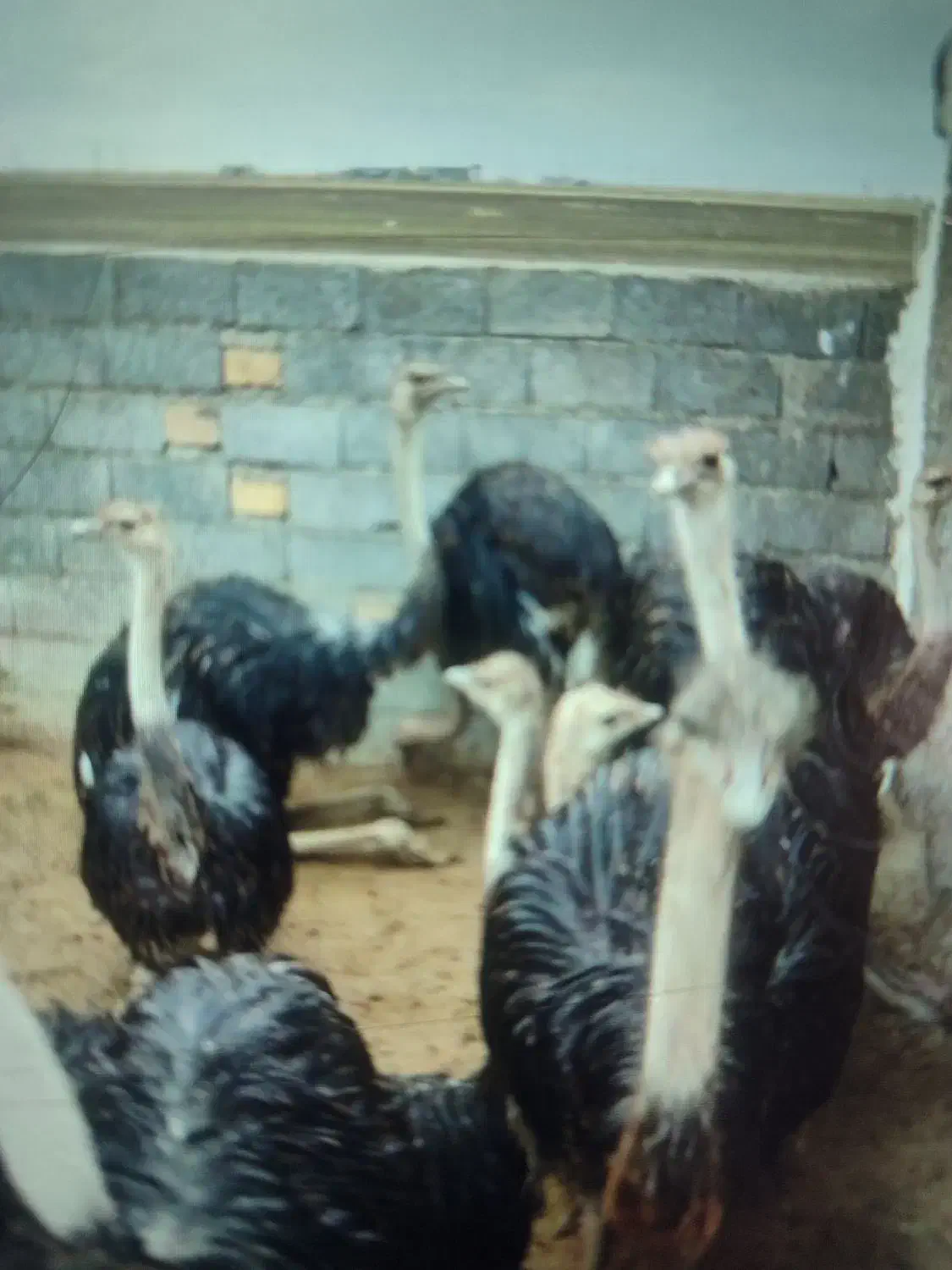 شتر مرغ گوشتی|حیوانات مزرعه|اراک, |دیوار